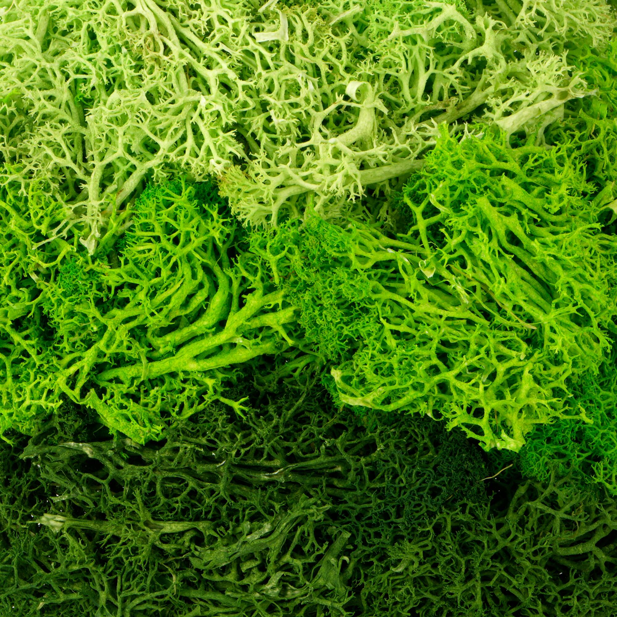 1.75oz. Green Moss Mix by Ashland®